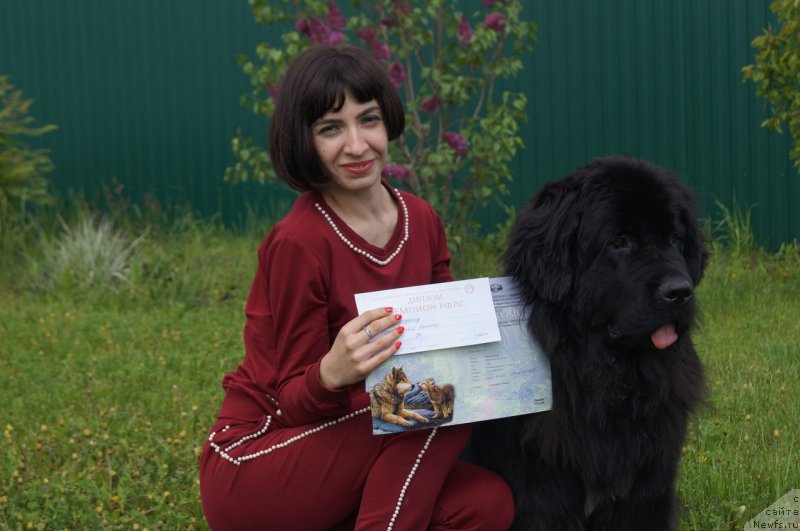 Фото: ньюфаундленд Прекрасная Патти (Prekrasnaya Patti), Мария Ермачкова