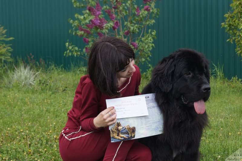 Фото: ньюфаундленд Прекрасная Патти (Prekrasnaya Patti)