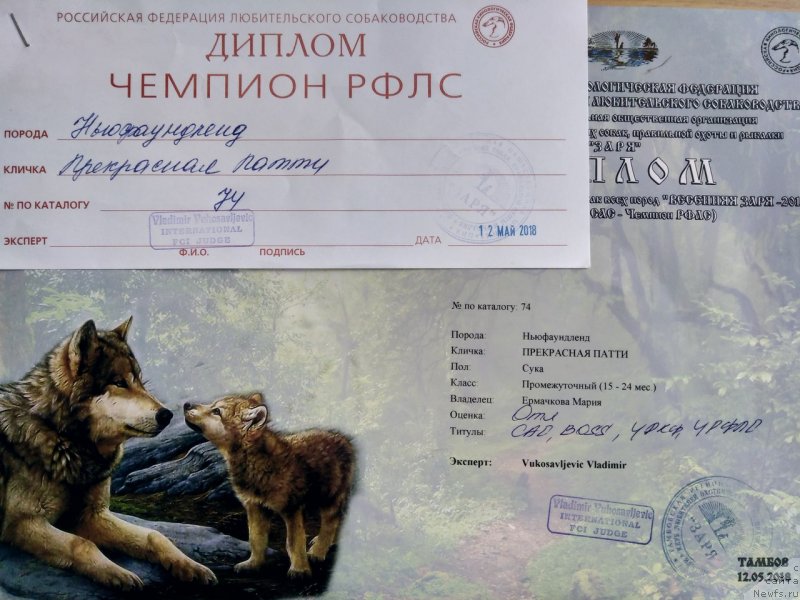 Фото: ньюфаундленд Прекрасная Патти (Prekrasnaya Patti), Мария Ермачкова