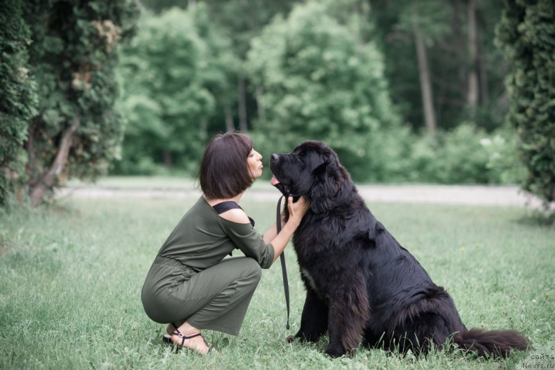 Фото: ньюфаундленд Прекрасная Патти (Prekrasnaya Patti), Мария Ермачкова