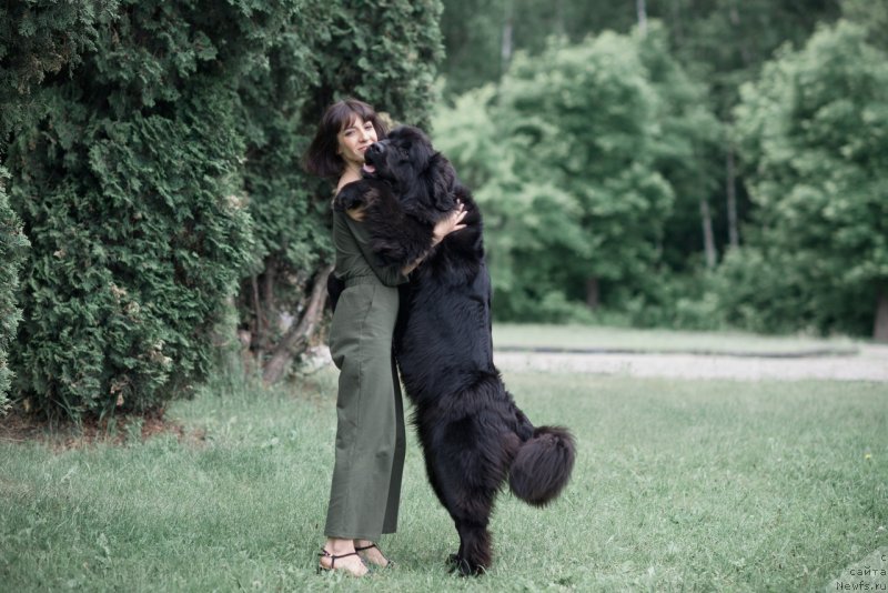Фото: ньюфаундленд Прекрасная Патти (Prekrasnaya Patti), Мария Ермачкова