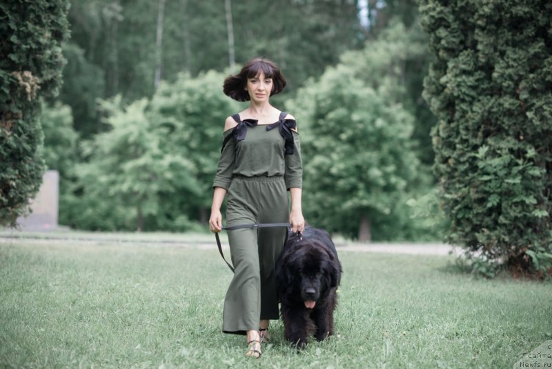 Фото: ньюфаундленд Прекрасная Патти (Prekrasnaya Patti), Мария Ермачкова