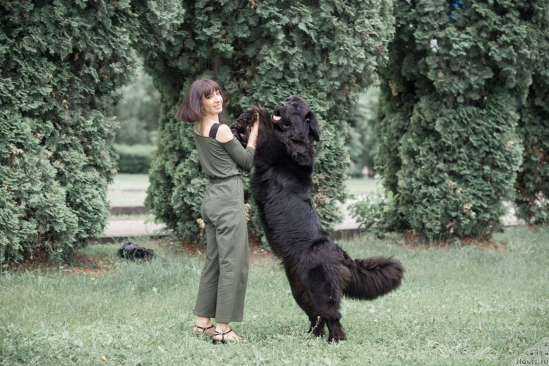 Фото: ньюфаундленд Прекрасная Патти (Prekrasnaya Patti), Мария Ермачкова