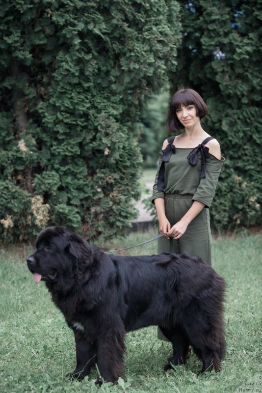 Фото: ньюфаундленд Прекрасная Патти (Prekrasnaya Patti), Мария Ермачкова