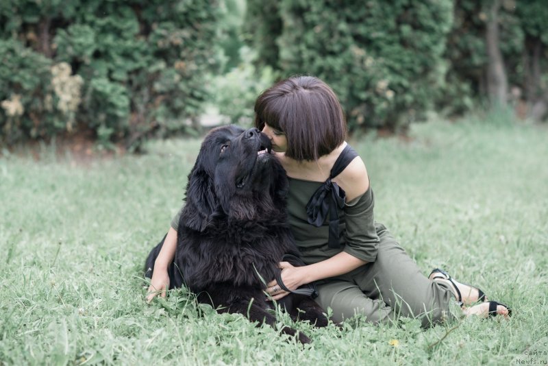 Фото: ньюфаундленд Прекрасная Патти (Prekrasnaya Patti), Мария Ермачкова