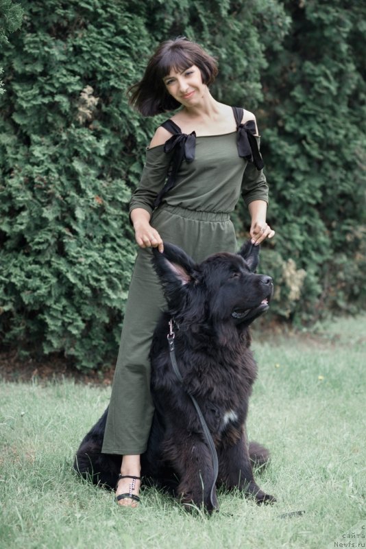 Фото: ньюфаундленд Прекрасная Патти (Prekrasnaya Patti), Мария Ермачкова