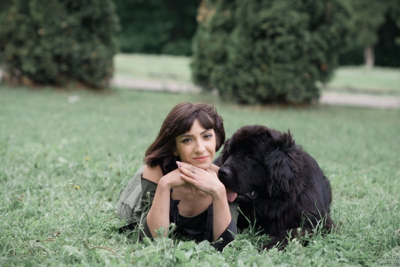 Фото: ньюфаундленд Прекрасная Патти (Prekrasnaya Patti), Мария Ермачкова