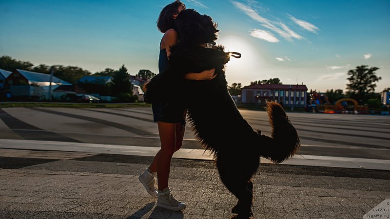 Фото: ньюфаундленд Прекрасная Патти (Prekrasnaya Patti), Мария Ермачкова