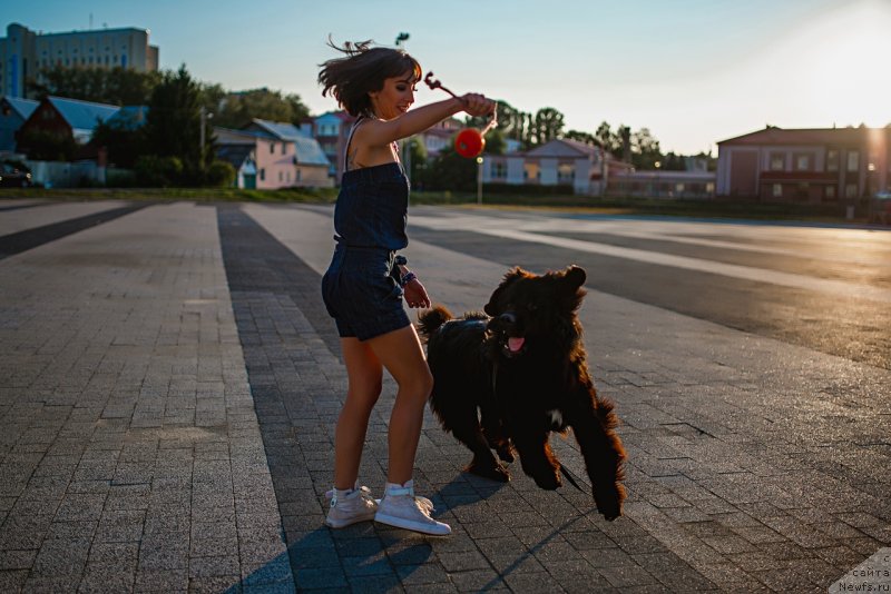 Фото: ньюфаундленд Прекрасная Патти (Prekrasnaya Patti), Мария Ермачкова