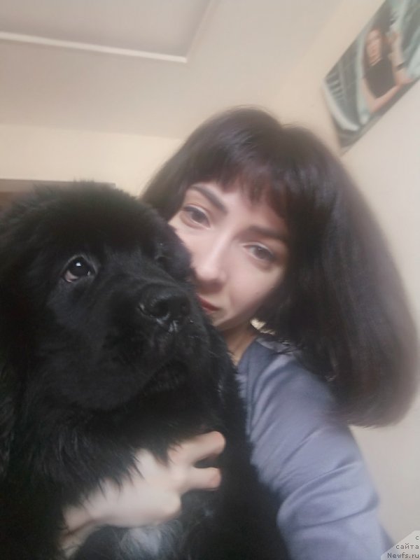 Фото: ньюфаундленд Белкондер-Клаб Мадам де Помпадур, Мария Ермачкова