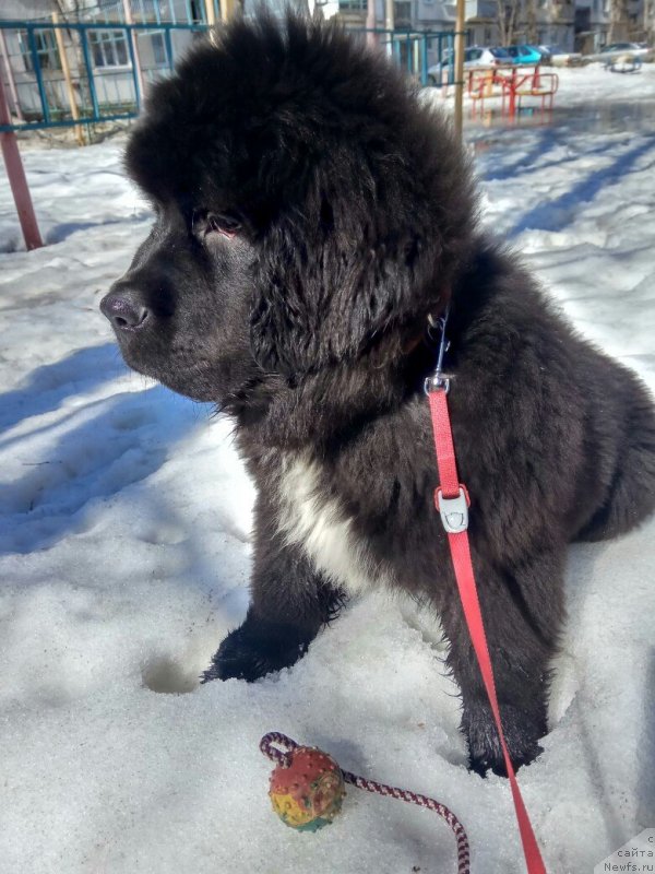 Фото: ньюфаундленд Белкондер-Клаб Мадам де Помпадур