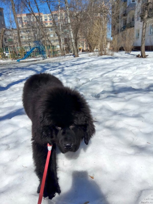 Фото: ньюфаундленд Белкондер-Клаб Мадам де Помпадур