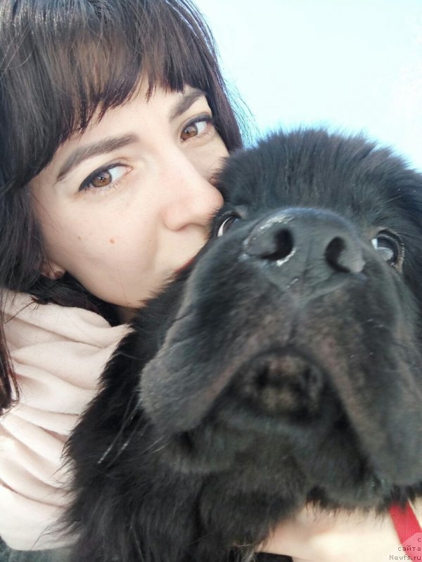 Фото: ньюфаундленд Белкондер-Клаб Мадам де Помпадур, Мария Ермачкова