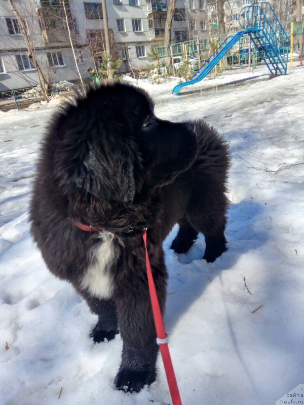 Фото: ньюфаундленд Белкондер-Клаб Мадам де Помпадур, Мария Ермачкова