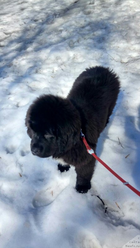 Фото: ньюфаундленд Белкондер-Клаб Мадам де Помпадур, Мария Ермачкова