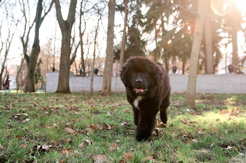 Фото: ньюфаундленд Белкондер-Клаб Мадам де Помпадур