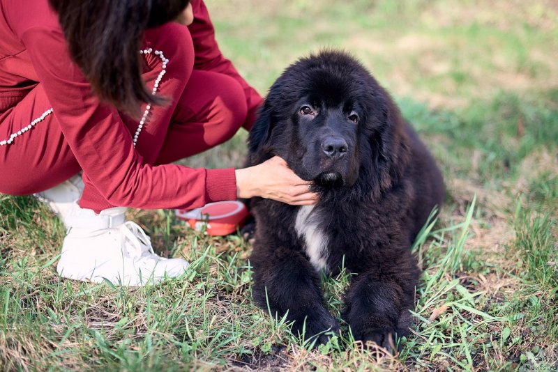 Фото: ньюфаундленд Белкондер-Клаб Мадам де Помпадур, Мария Ермачкова