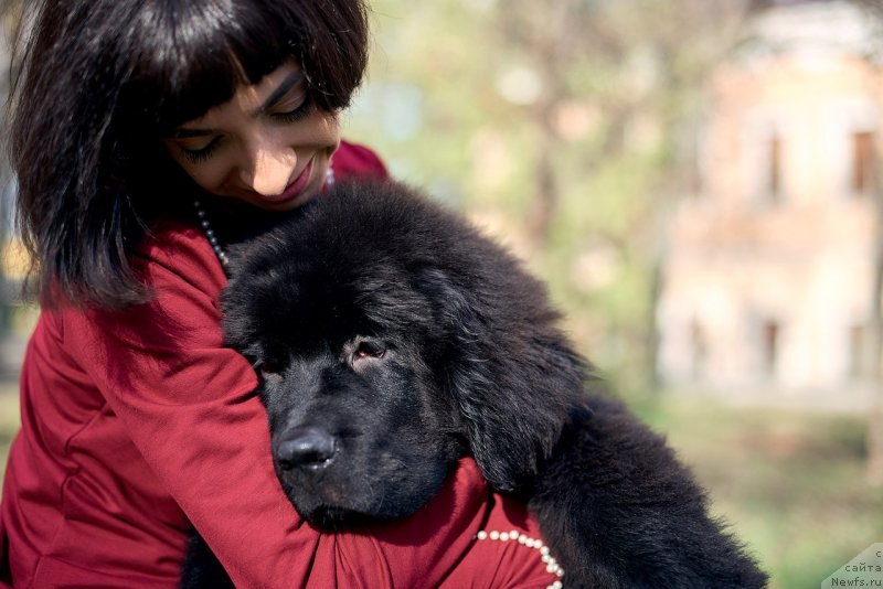 Фото: ньюфаундленд Белкондер-Клаб Мадам де Помпадур, Мария Ермачкова