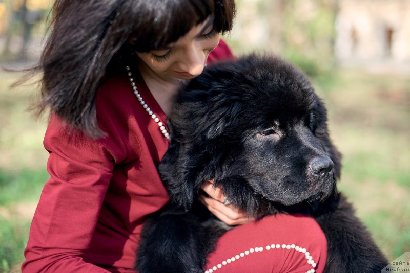 Фото: ньюфаундленд Белкондер-Клаб Мадам де Помпадур, Мария Ермачкова