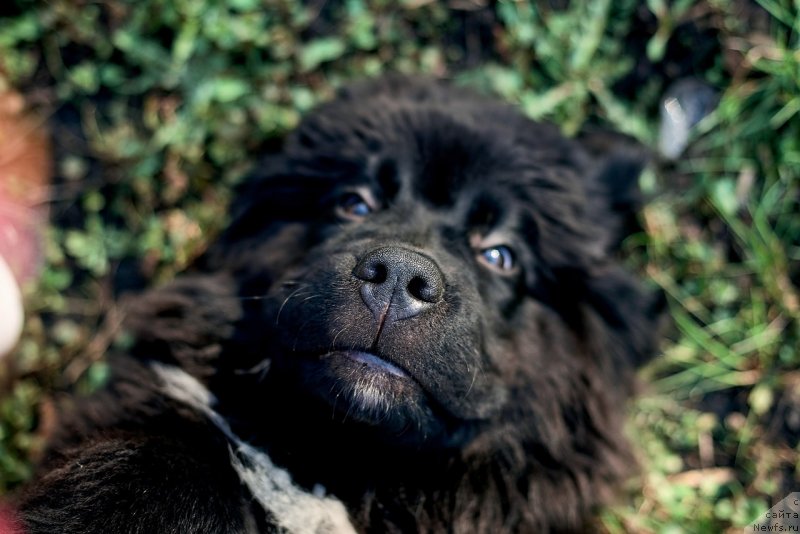 Фото: ньюфаундленд Белкондер-Клаб Мадам де Помпадур