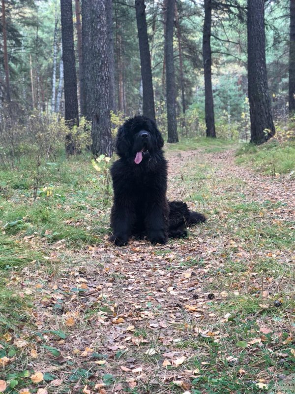 Фотография № 239106