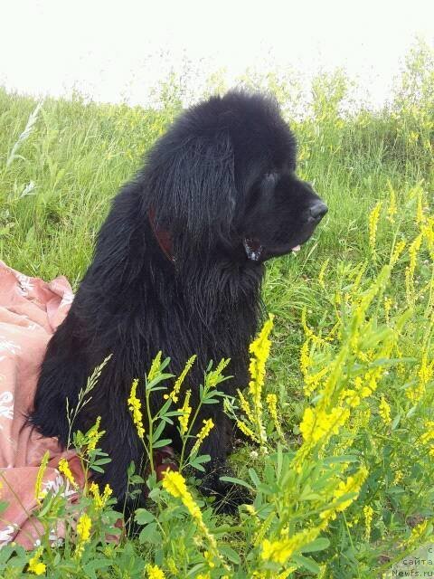 Фотография № 239108