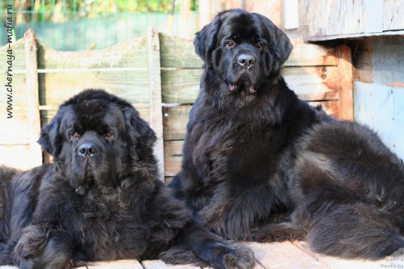 Фото: ньюфаундленд Черная Мафия Муст Хаве (Chernaya Mafia Must Have), ньюфаундленд Черная Мафия А Кинд оф Магик (Chernaya Mafia А Kind of Magic)