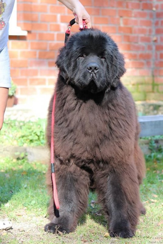 Фотография № 239111