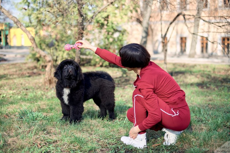 Фото: ньюфаундленд Белкондер-Клаб Мадам де Помпадур, Мария Ермачкова