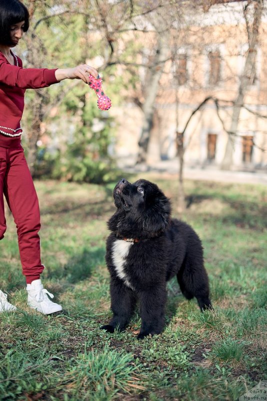 Фото: ньюфаундленд Белкондер-Клаб Мадам де Помпадур, Мария Ермачкова
