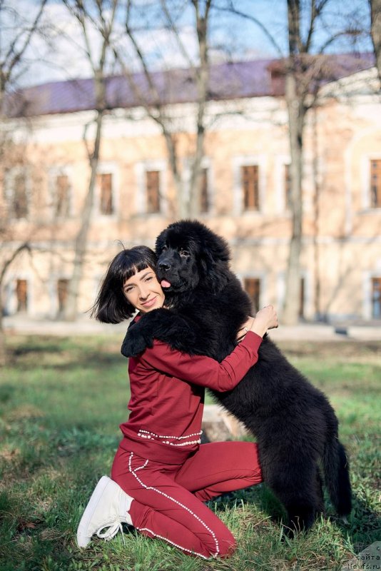 Фото: ньюфаундленд Белкондер-Клаб Мадам де Помпадур, Мария Ермачкова