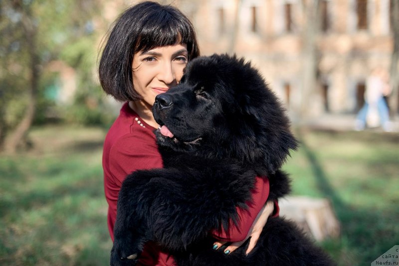 Фото: ньюфаундленд Белкондер-Клаб Мадам де Помпадур, Мария Ермачкова