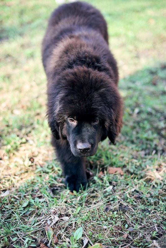 Фото: ньюфаундленд Белкондер-Клаб Мадам де Помпадур