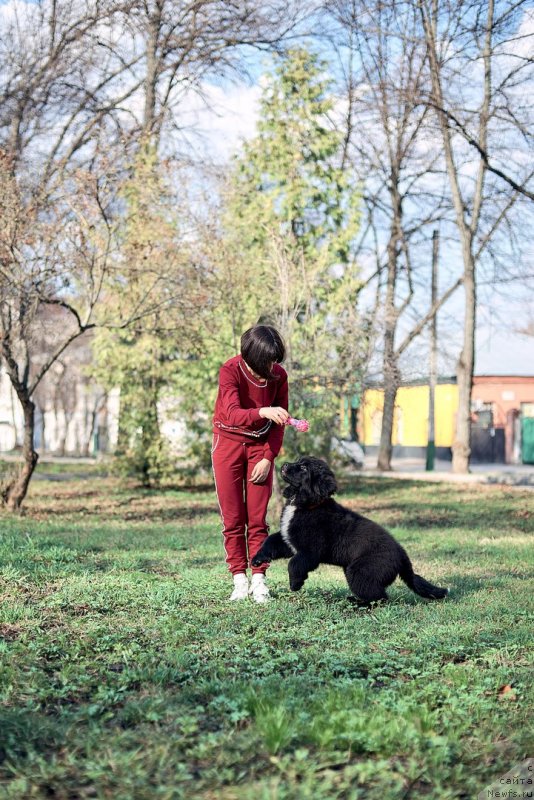 Фото: ньюфаундленд Белкондер-Клаб Мадам де Помпадур, Мария Ермачкова