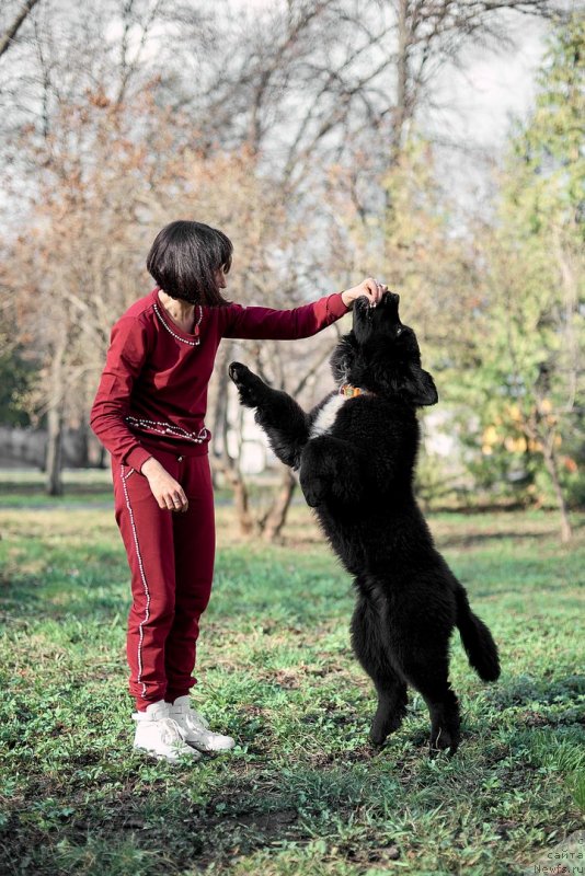 Фото: ньюфаундленд Белкондер-Клаб Мадам де Помпадур, Мария Ермачкова