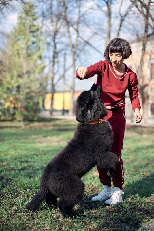 Фото: ньюфаундленд Белкондер-Клаб Мадам де Помпадур, Мария Ермачкова