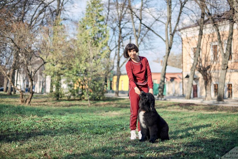 Фото: ньюфаундленд Белкондер-Клаб Мадам де Помпадур, Мария Ермачкова