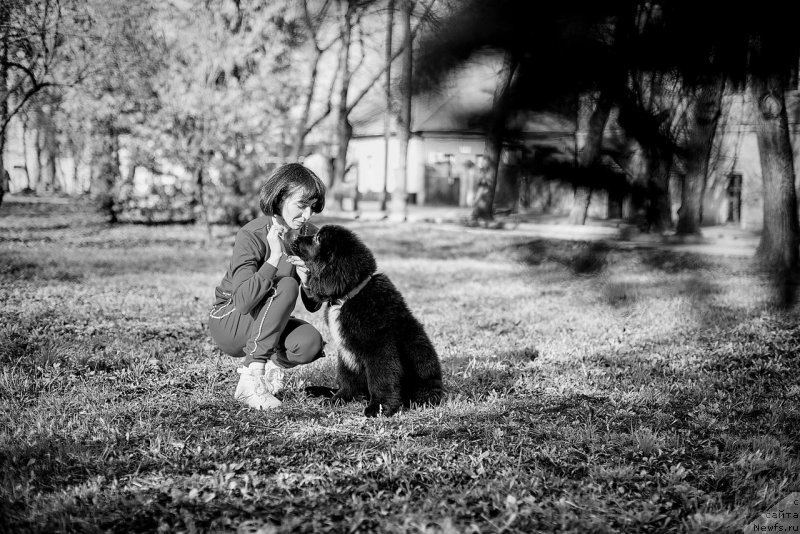 Фото: ньюфаундленд Белкондер-Клаб Мадам де Помпадур, Мария Ермачкова