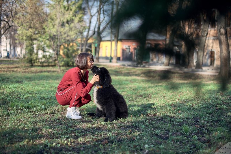 Фото: ньюфаундленд Белкондер-Клаб Мадам де Помпадур, Мария Ермачкова