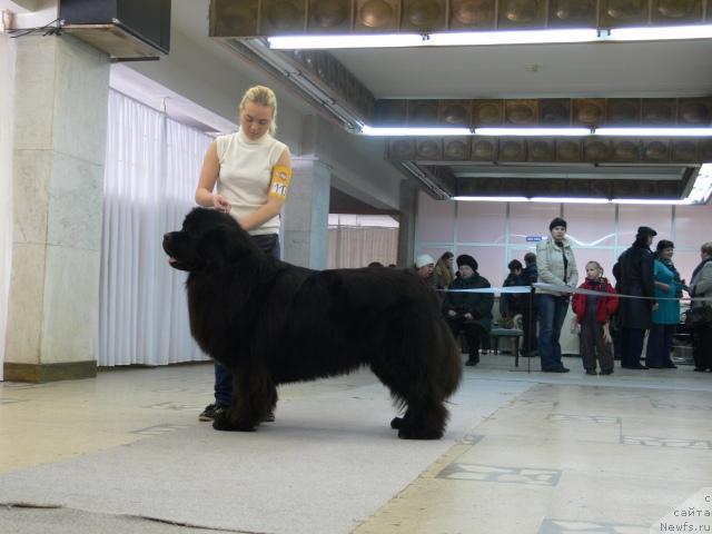 Фото: Александра Ивашова, ньюфаундленд О Блек Диамонд Литтл Беар (O Black Diamond Little Bear)