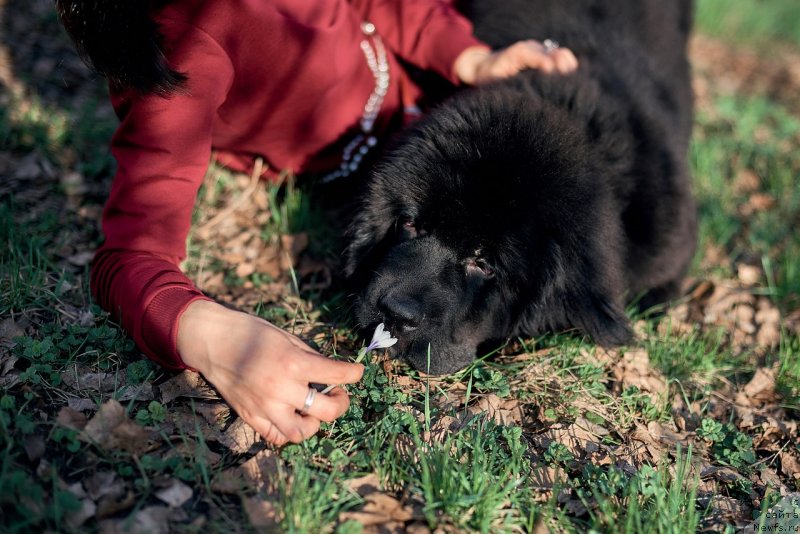 Фото: ньюфаундленд Белкондер-Клаб Мадам де Помпадур, Мария Ермачкова