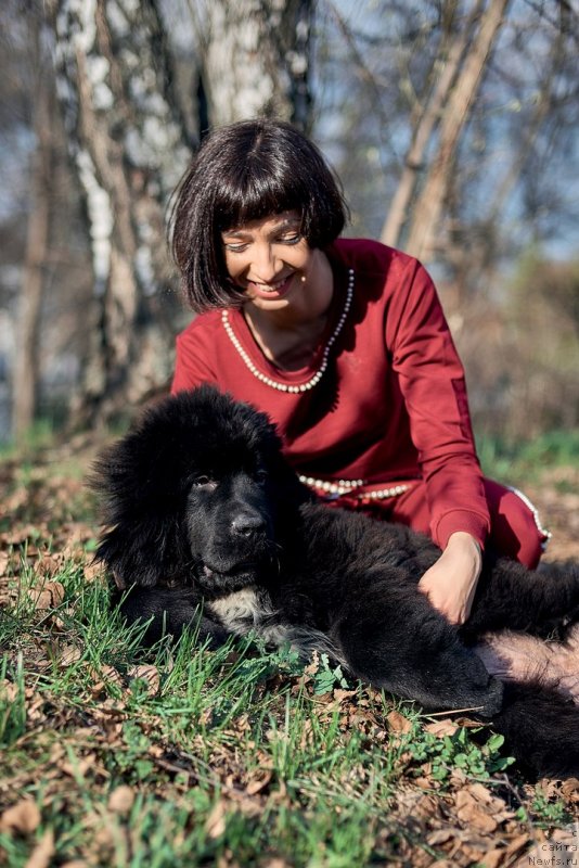 Фото: ньюфаундленд Белкондер-Клаб Мадам де Помпадур, Мария Ермачкова