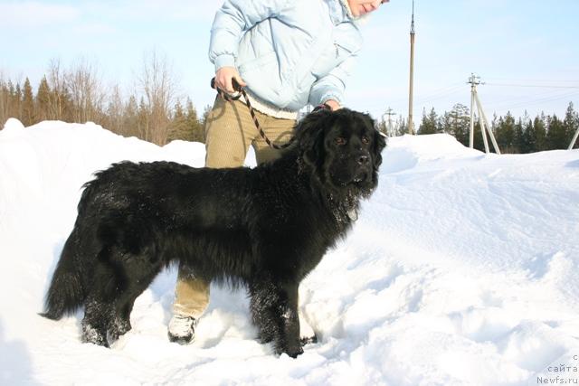 Фото: ньюфаундленд Кайден Плейфул (Kaiden Playful)