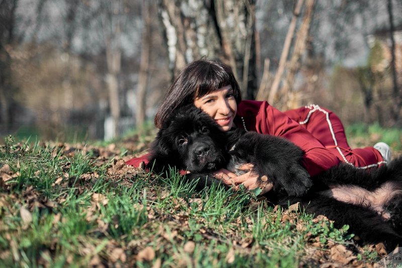 Фото: ньюфаундленд Белкондер-Клаб Мадам де Помпадур, Мария Ермачкова