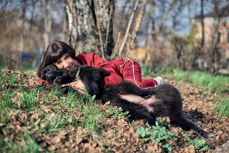 Фото: ньюфаундленд Белкондер-Клаб Мадам де Помпадур, Мария Ермачкова
