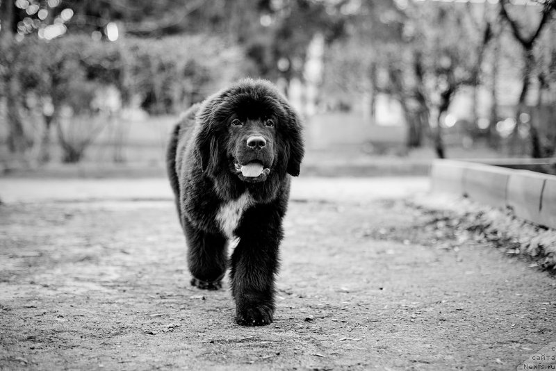 Фото: ньюфаундленд Белкондер-Клаб Мадам де Помпадур