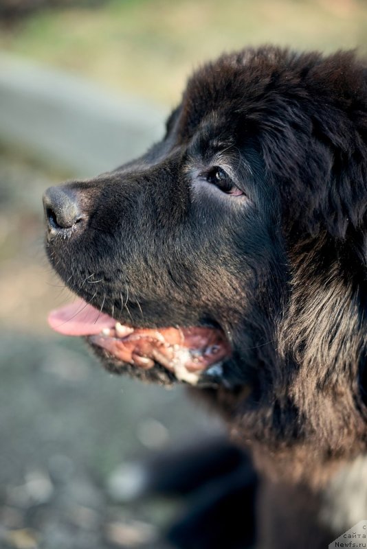 Фото: ньюфаундленд Белкондер-Клаб Мадам де Помпадур