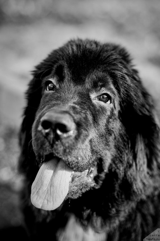 Фото: ньюфаундленд Белкондер-Клаб Мадам де Помпадур