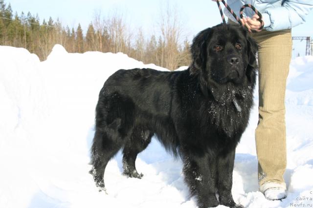 Фото: ньюфаундленд Кайден Плейфул (Kaiden Playful)