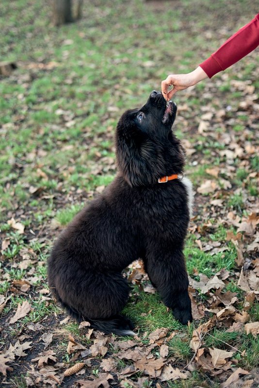 Фото: ньюфаундленд Белкондер-Клаб Мадам де Помпадур